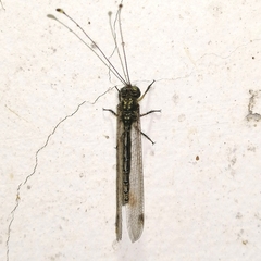Ameropterus