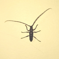 Ambonus interrogationis