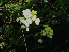 Erysimum franciscanum