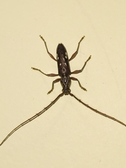 Ambonus interrogationis