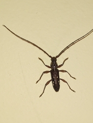 Ambonus interrogationis