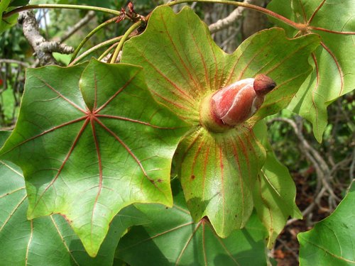 Kokia drynarioides