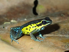 Ameerega pongoensis