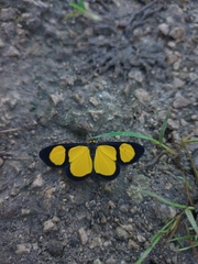Cyllopoda jatropharia