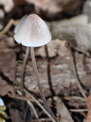 Mycena austrofilopes
