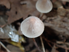 Mycena austrofilopes