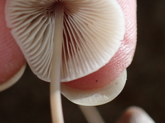 Mycena austrofilopes