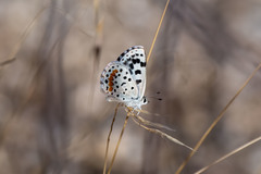 Euphilotes enoptes dammersi