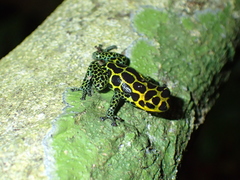 Ranitomeya imitator