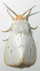 Eyralpenus subluteus