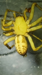 Callobius pictus