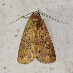 Condicinae