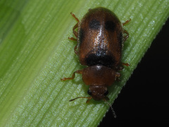 Coccidula scutellata