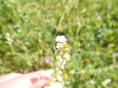 Plagiobothrys canescens