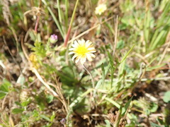 Microseris douglasii