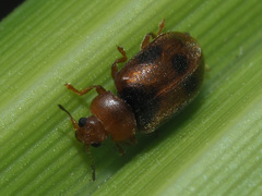 Coccidula scutellata