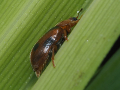 Coccidula scutellata
