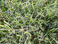 Selaginella apoda