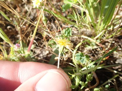 Microseris douglasii