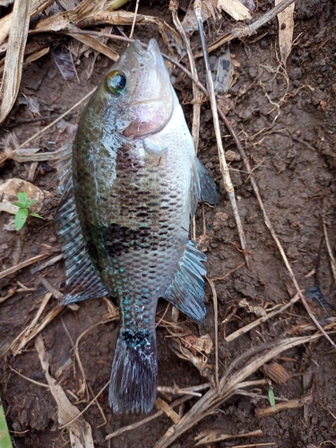 Intermediate cichlid (Theraps intermedius) — Cichlidae — 2