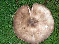 Agaricus buckmacadooi