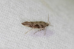 Aristotelia fungivorella