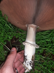 Agaricus buckmacadooi