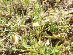 Microseris douglasii