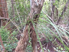 Encyclia nematocaulon