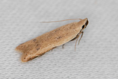 Mesophleps adustipennis
