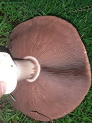 Agaricus buckmacadooi