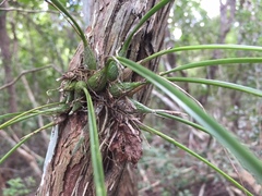 Encyclia nematocaulon