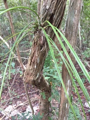 Encyclia nematocaulon