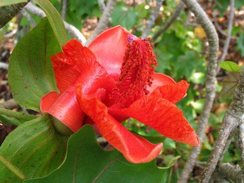 Hawai'i treecotton (Kokia drynarioides)