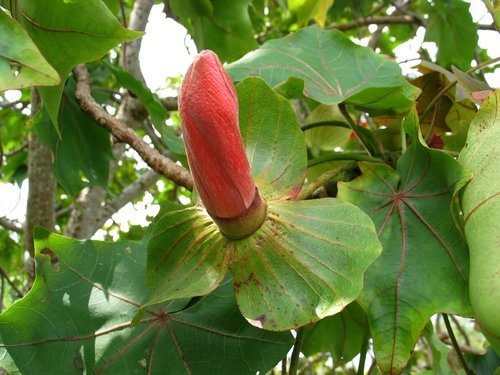 Kokia drynarioides