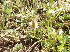 Microseris douglasii