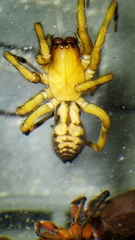 Callobius pictus