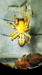 Callobius pictus