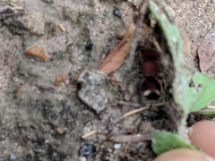 Pseudomethoca mulaiki