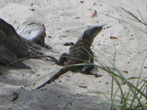 Black Spiny-tailed Iguana