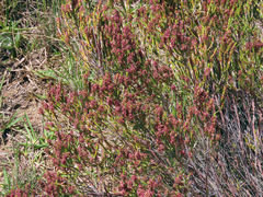 Passerina rubra