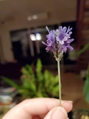 Lavandula pinnata
