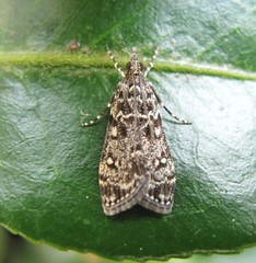 Eudonia philerga
