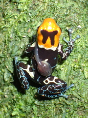 Ranitomeya fantastica