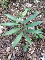 Zamia prasina