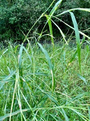 Rottboellia cochinchinensis
