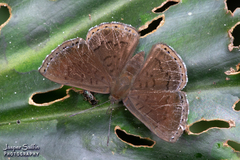 Chalodeta lypera
