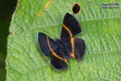 Parcella amarynthina