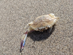 Callinectes bellicosus