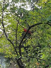 Cardinalis cardinalis